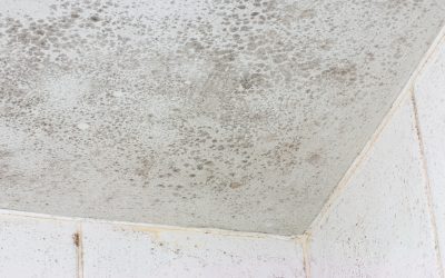 Will My Current Mildew Problem Persist After My Home Is Painted?