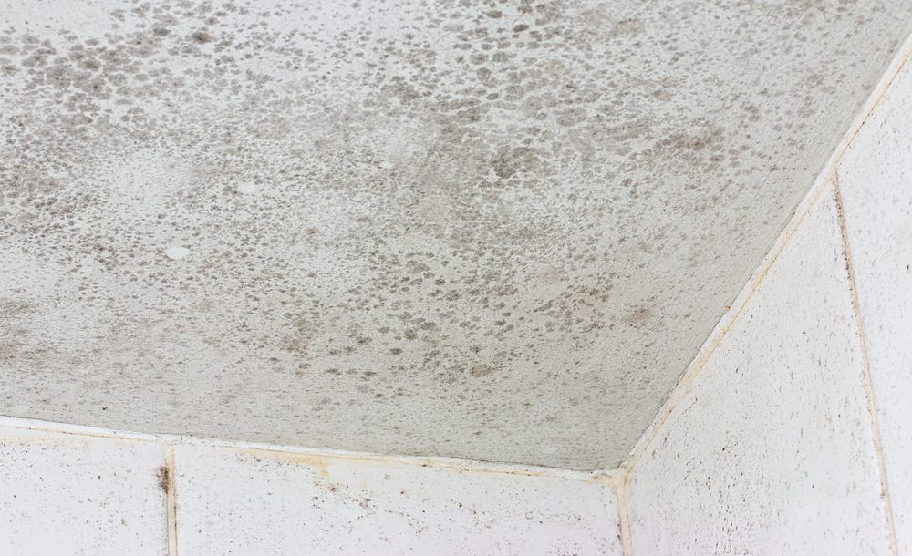 Will My Current Mildew Problem Persist After My Home Is Painted?